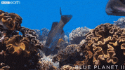 blue planet fight GIF by BBC Earth