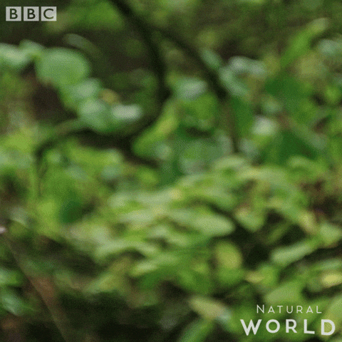 jump wildlife GIF by BBC Earth