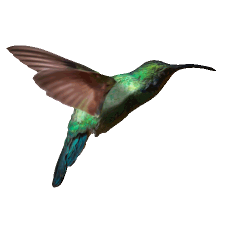 Kolibri Sticker by my Fair Network