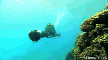 google win GIF