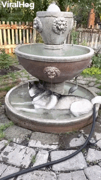 Husky Stays Cool In Flowing Fountain GIF by ViralHog