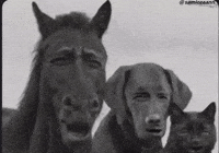 Shocked Horse GIF