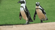 texas rangers GIF by MLB