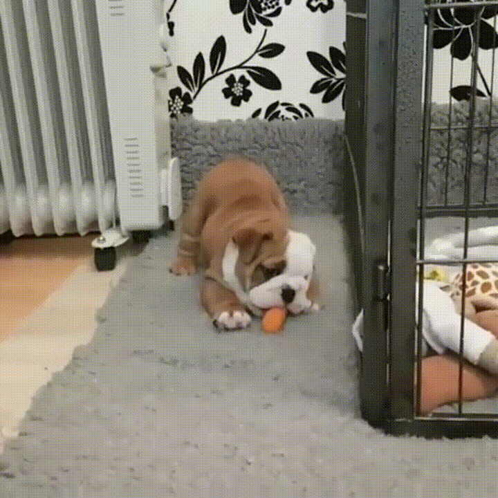 carrot GIF