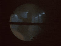 Vw GIF by Vampire Weekend