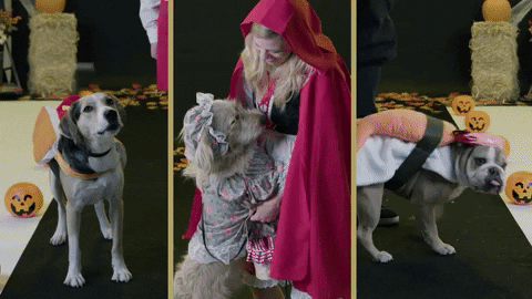 dog costume howl-o-ween GIF by evite