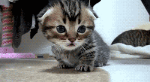 cat deal with it GIF