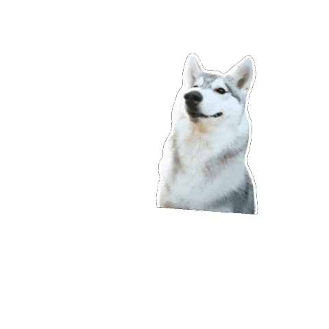 Siberianhusky Sticker by mrackova.foto