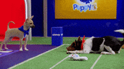 Animal Planet GIF by Puppy Bowl
