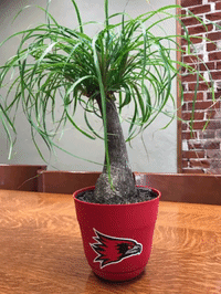 gum tree GIF by SEMissouriState