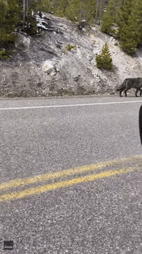 Lone Wolf Howls While Running Down Yellowstone Rd