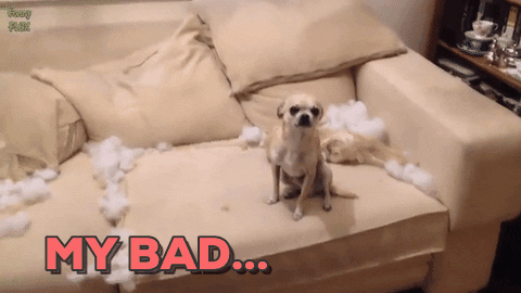 Video gif. Small chihuahua sits on a couch ripped up with stuffing everywhere. The chihuahua looks up with his ears down and licks his nose nervously. Text, “My bad…”