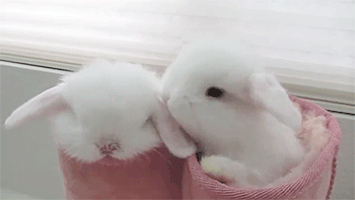 easter bunnies GIF
