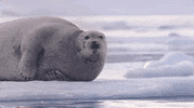 NHMLAC what nature bear history GIF