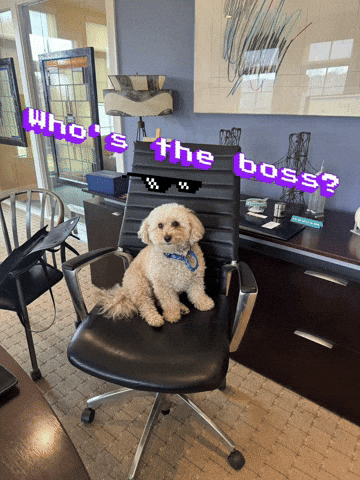 Whos The Boss Dog GIF by arielle-m