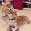 dog anger GIF