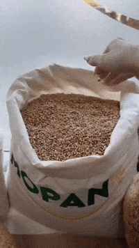 mopansuceava grau mopan mopan suceava GIF