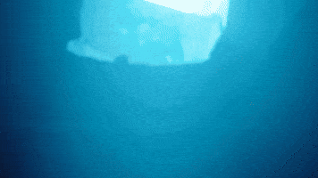 Hong Kong Esports GIF by BLAST