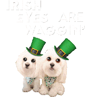Wagging St Patricks Day Sticker by HammyandBrody