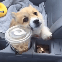 Corgi Can't Access Coffee, Buries own Face in Disappointment