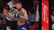 ufc 217 GIF