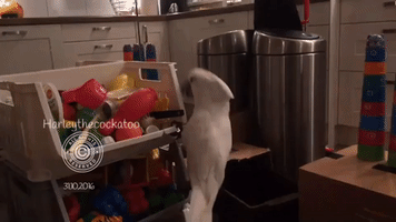 Harley the Cockatoo Gets a New House