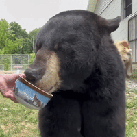 Bears Treated to Bucket of Honey