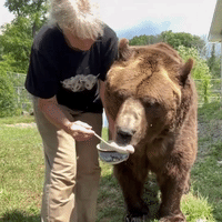 Bears Treated to Bucket of Honey