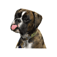 Dog Puppy Sticker by Leerburg