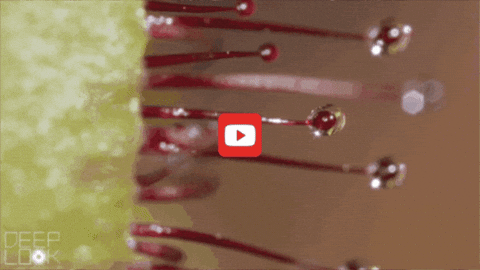 GIF by KQEDScience