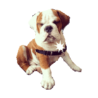 Puppy Puppies Sticker by imoji