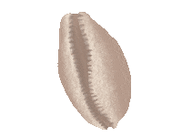 Mer Coquillage Sticker