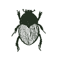 Illustration Beetle Sticker