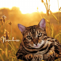Good Morning Cat GIF by Kitty Fuchs