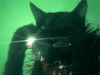 Cat GIF by jOnNy'S wOrLd