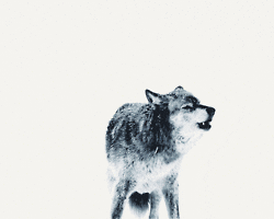 run wolf GIF