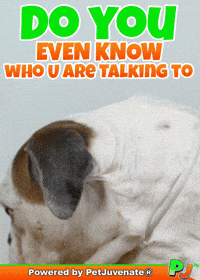 Henlo Hooman Fren GIF by PetJuvenate - PJ