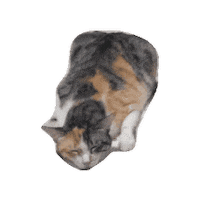 Nalim Sticker by Amanda Brandão