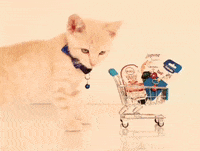 Cat Kitty GIF by price.com