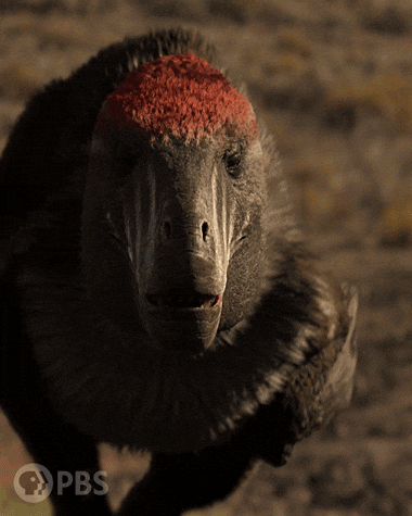 Creeping Walking With Dinosaurs GIF by PBS