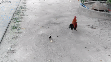 Brave Chick Chases Rooster