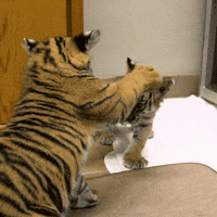 San Diego Love GIF by San Diego Zoo Wildlife Alliance