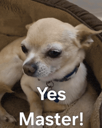 Dog Yes GIF