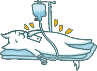 mammamiu cat sick cutecat poor cat Sticker