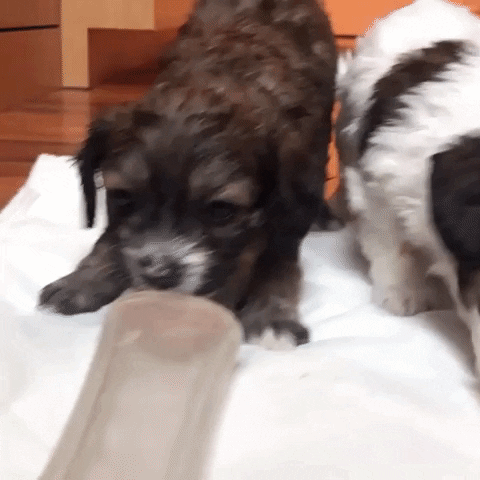 PupToys giphygifmaker GIF