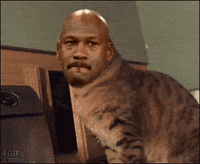 mash up cat GIF