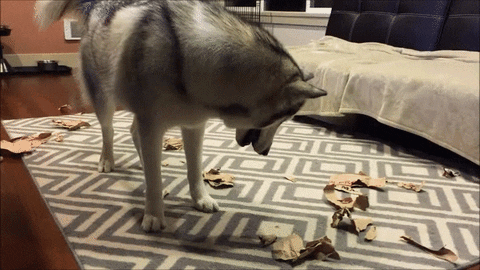 freak reason GIF