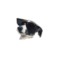 meetmaev dog trendy dog food cool dog Sticker