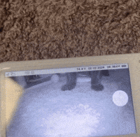 Human Cat GIF