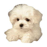 nervous dog Sticker